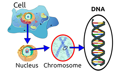 cell-nucleus-dna.png